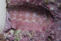 Rhyssoplax polita
