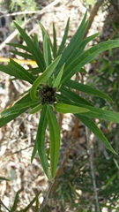 Callistachys lanceolata
