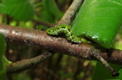 Philereme transversata