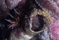 Chalaroderma ocellata