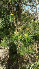 Callistachys lanceolata