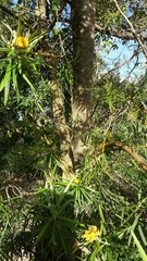 Callistachys lanceolata