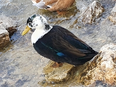 Anas platyrhynchos domesticus