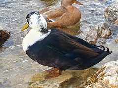 Anas platyrhynchos domesticus