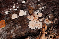 Entoloma pitereka