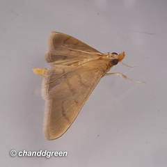 Thliptoceras formosanum