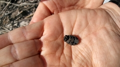 Trogidae