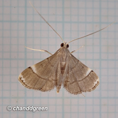 Cangetta hartoghialis