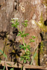 Asperula euryphylla