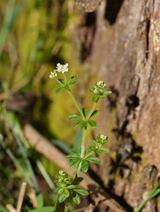 Asperula euryphylla