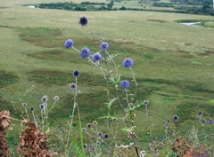 Echinops tataricus
