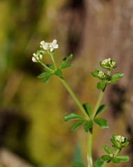 Asperula euryphylla