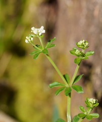 Asperula euryphylla