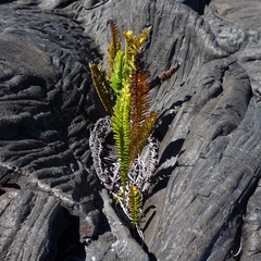 Polypodium pellucidum vulcanicum