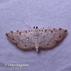 Pycnarmon cribrata