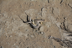 Eremias przewalskii