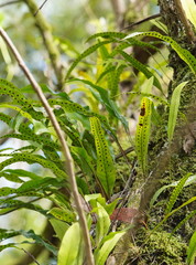 Microsorum pustulatum