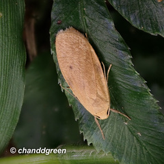 Paralithosia shaowuica