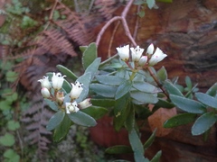 Crassula sarcocaulis