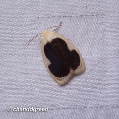 Pseudoblabes oophora