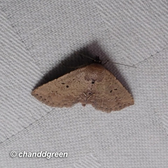 Cerynea punctilinealis