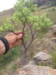 Crassula sarcocaulis