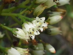 Crassula sarcocaulis
