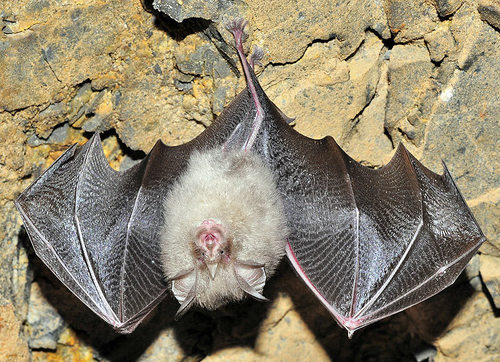 Lesser Horseshoe Bat