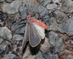 Pygarctia murina