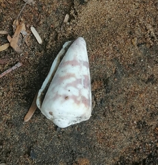 Conus zonatus