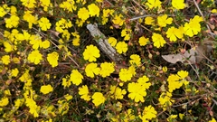 Hibbertia appressa