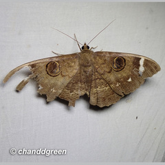 Erebus hieroglyphica