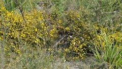 Hibbertia appressa