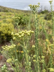 Nidorella ivifolia