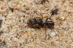 Rhytidoponera tasmaniensis