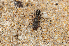 Rhytidoponera tasmaniensis