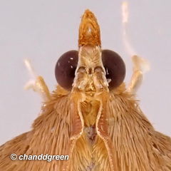 Thliptoceras formosanum