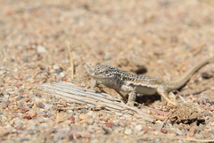 Eremias multiocellata