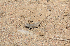 Eremias multiocellata