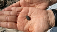 Trogidae