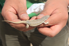 Eremias multiocellata