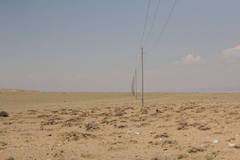 Eremias multiocellata