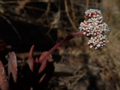 Crassula swaziensis