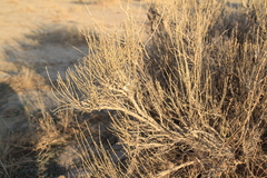 Phrynocephalus versicolor