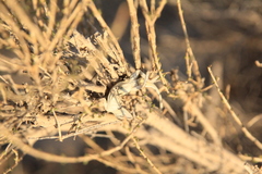 Phrynocephalus versicolor