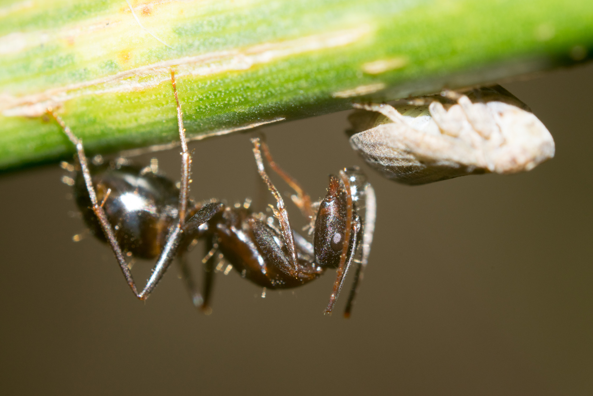 Camponotus sylvaticus