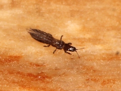 Limothrips cerealium