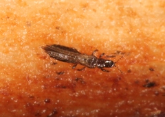 Limothrips cerealium