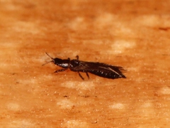 Limothrips cerealium