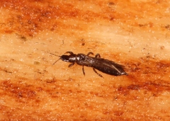 Limothrips cerealium